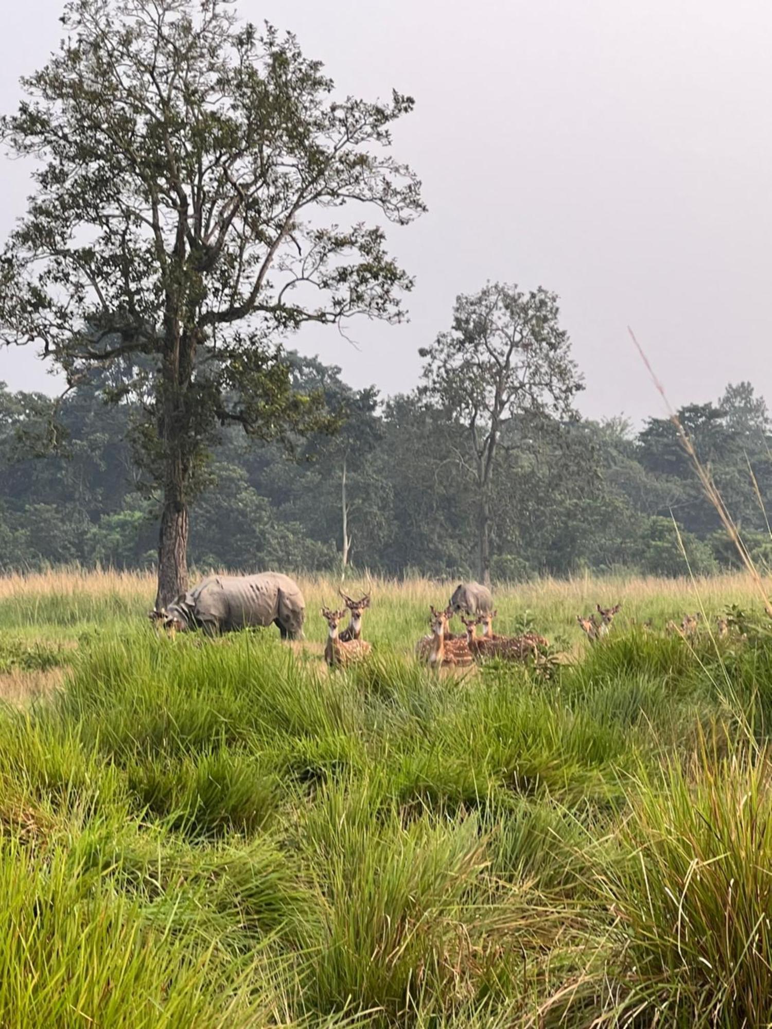 Hotel Chitwan Park Village Sauraha Esterno foto